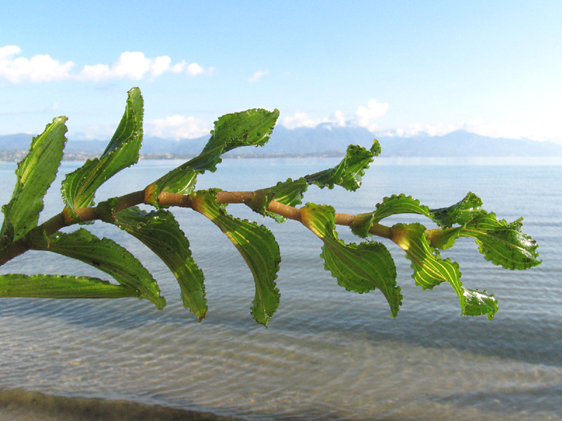 Potamogeton perfoliatus L / Brasca arrotondata